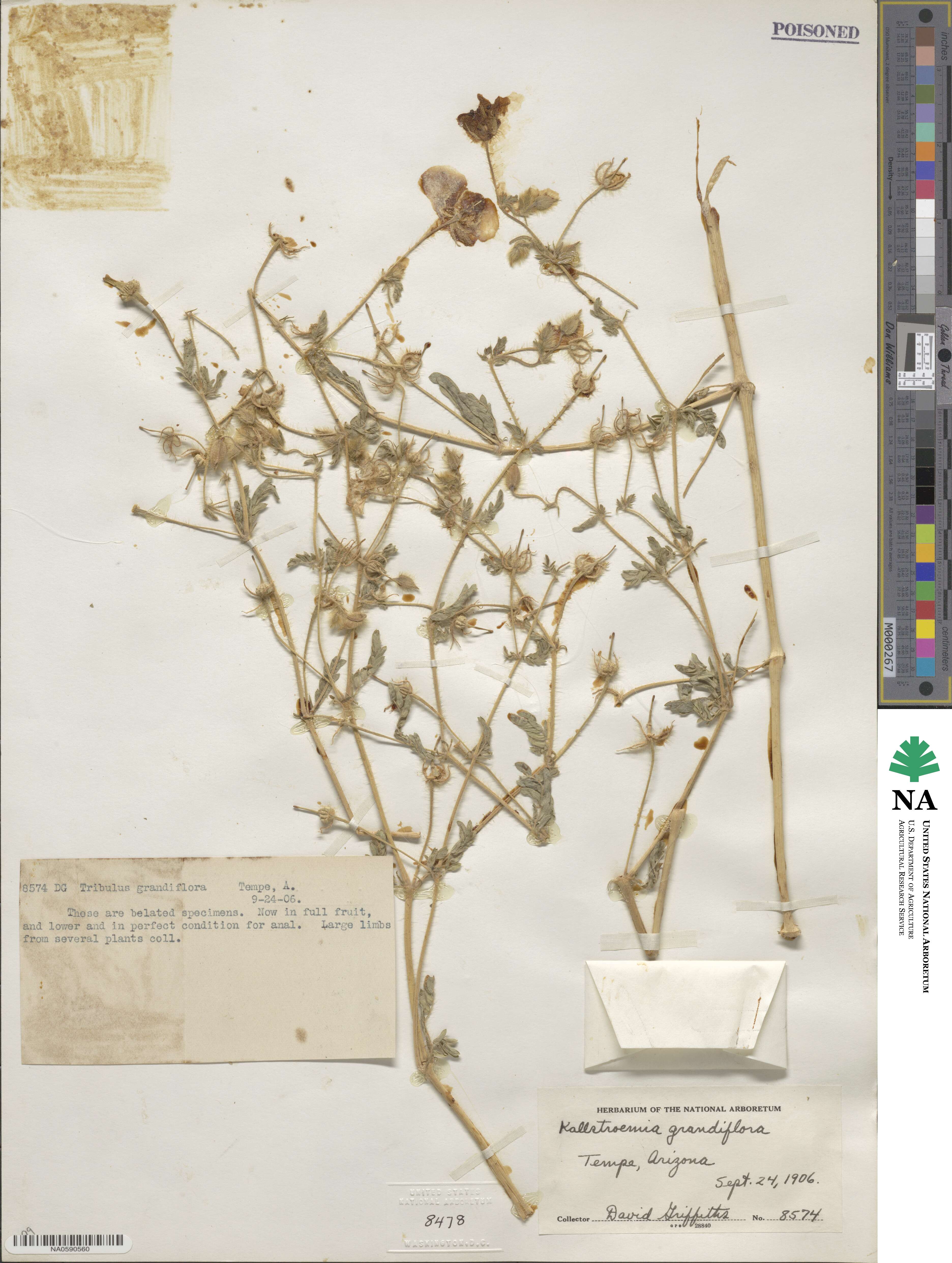 Kallstroemia grandiflora image