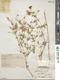 Kallstroemia grandiflora image