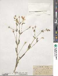 Kallstroemia grandiflora image