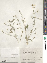 Kallstroemia grandiflora image