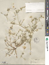 Kallstroemia grandiflora image