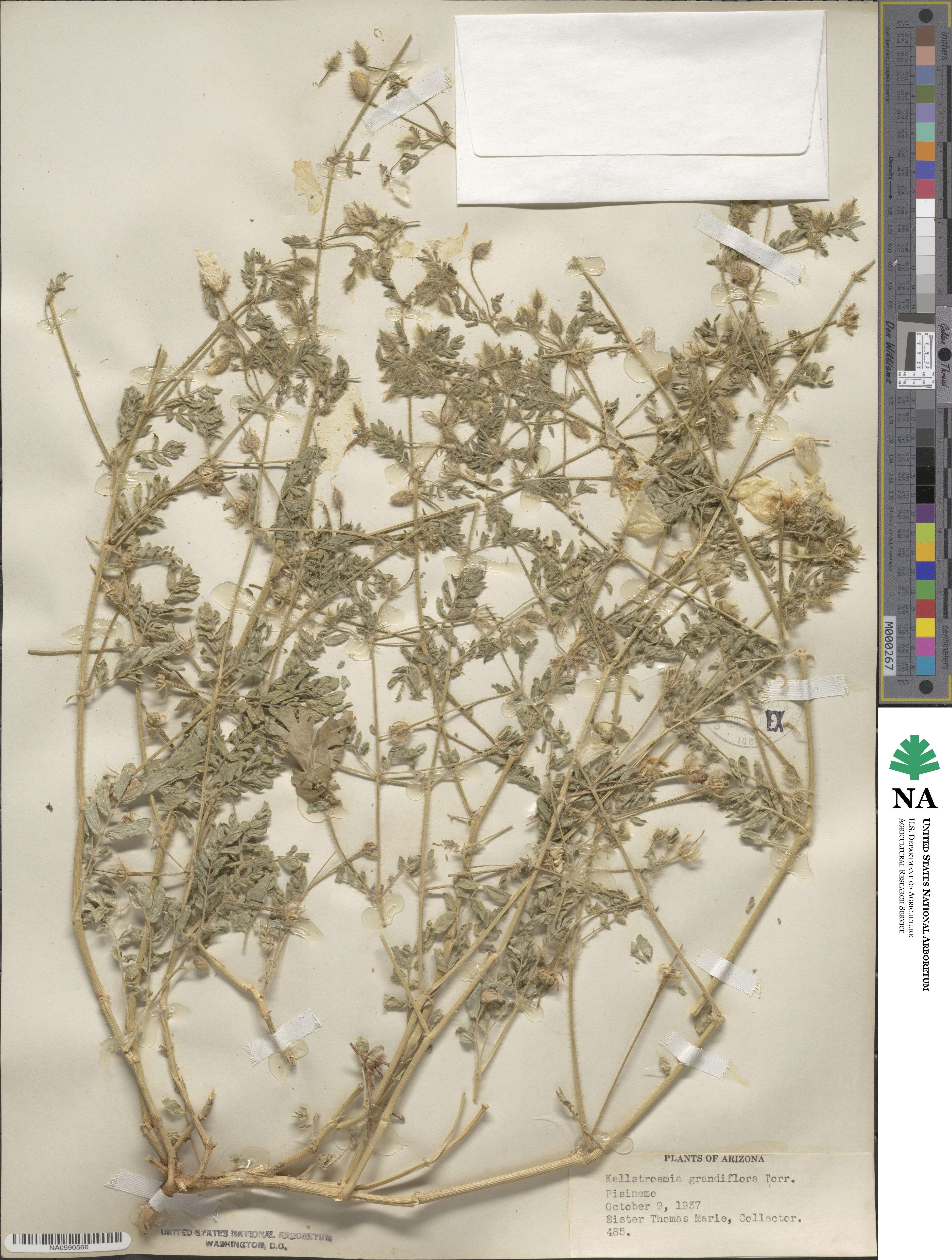 Kallstroemia grandiflora image