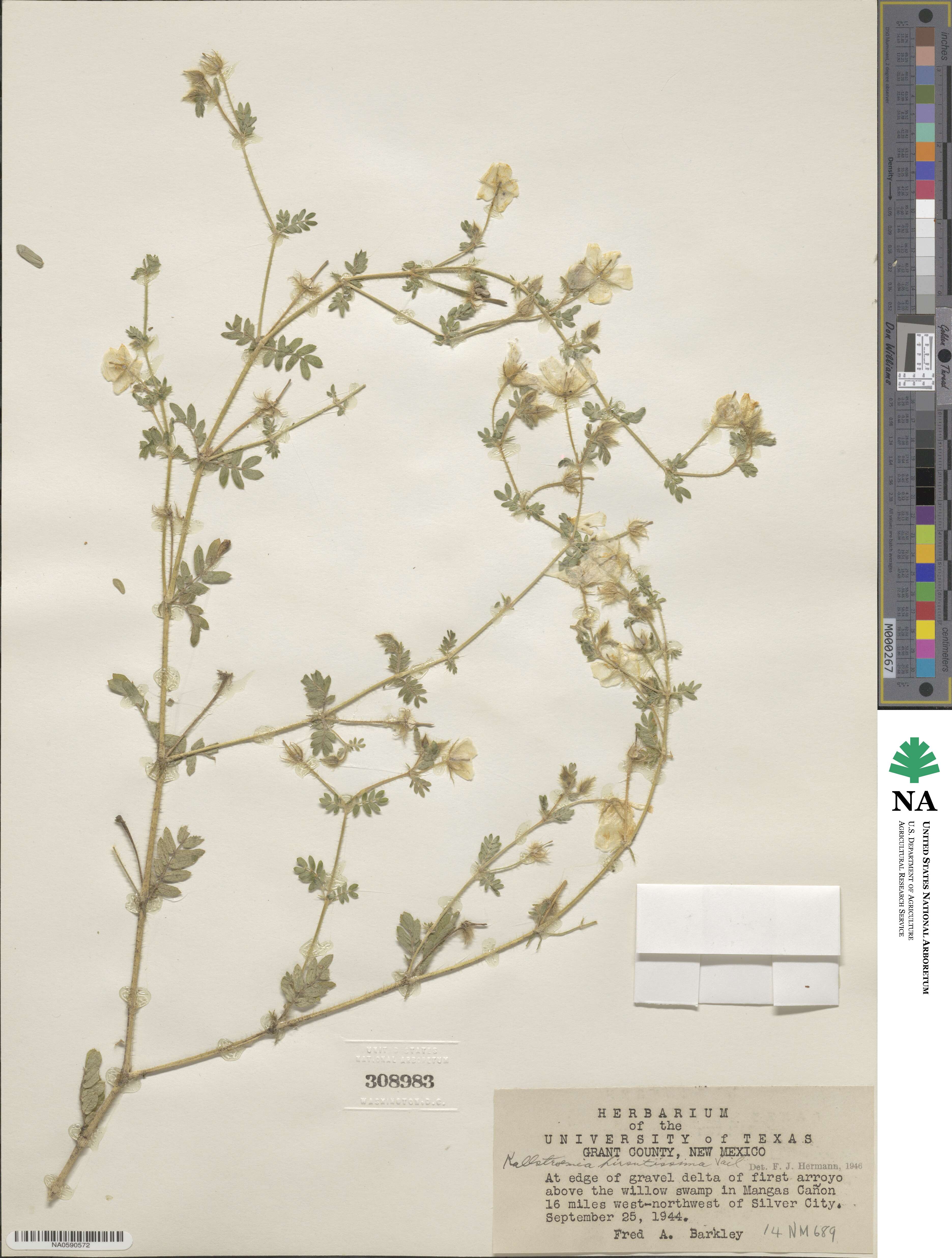 Kallstroemia hirsutissima image