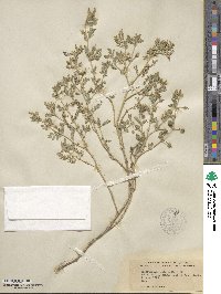 Kallstroemia parviflora image