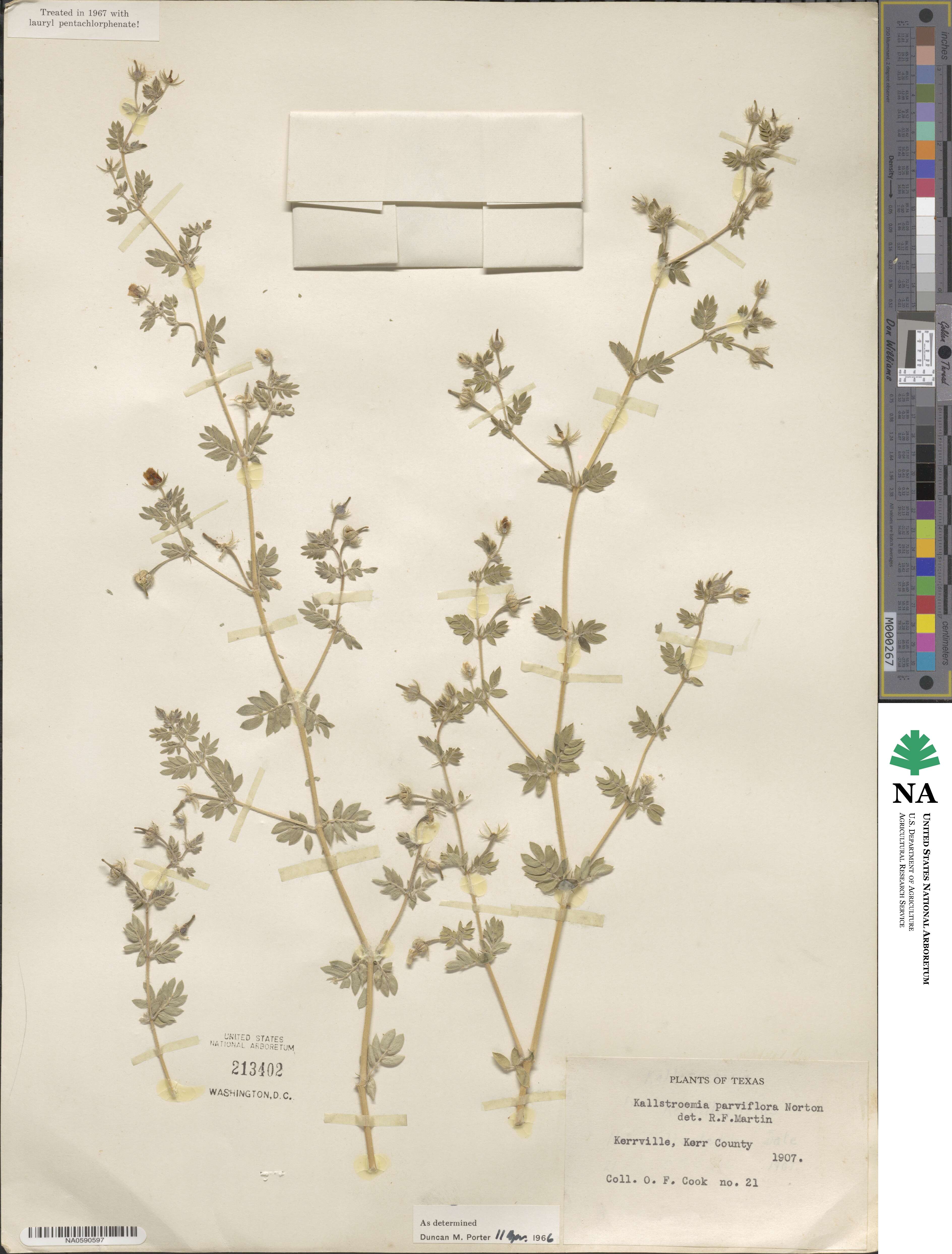 Kallstroemia parviflora image