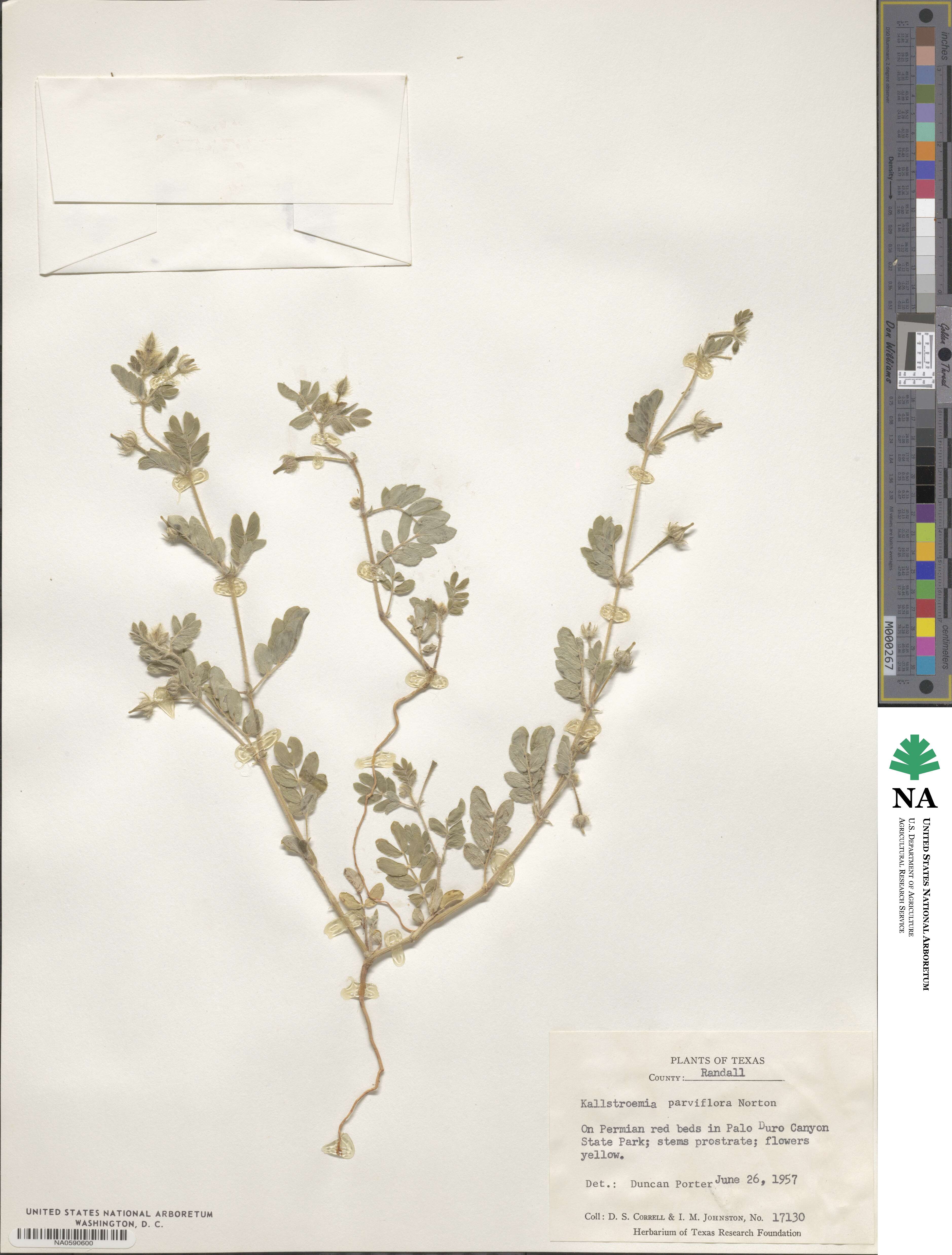 Kallstroemia parviflora image