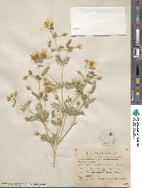 Kallstroemia grandiflora image