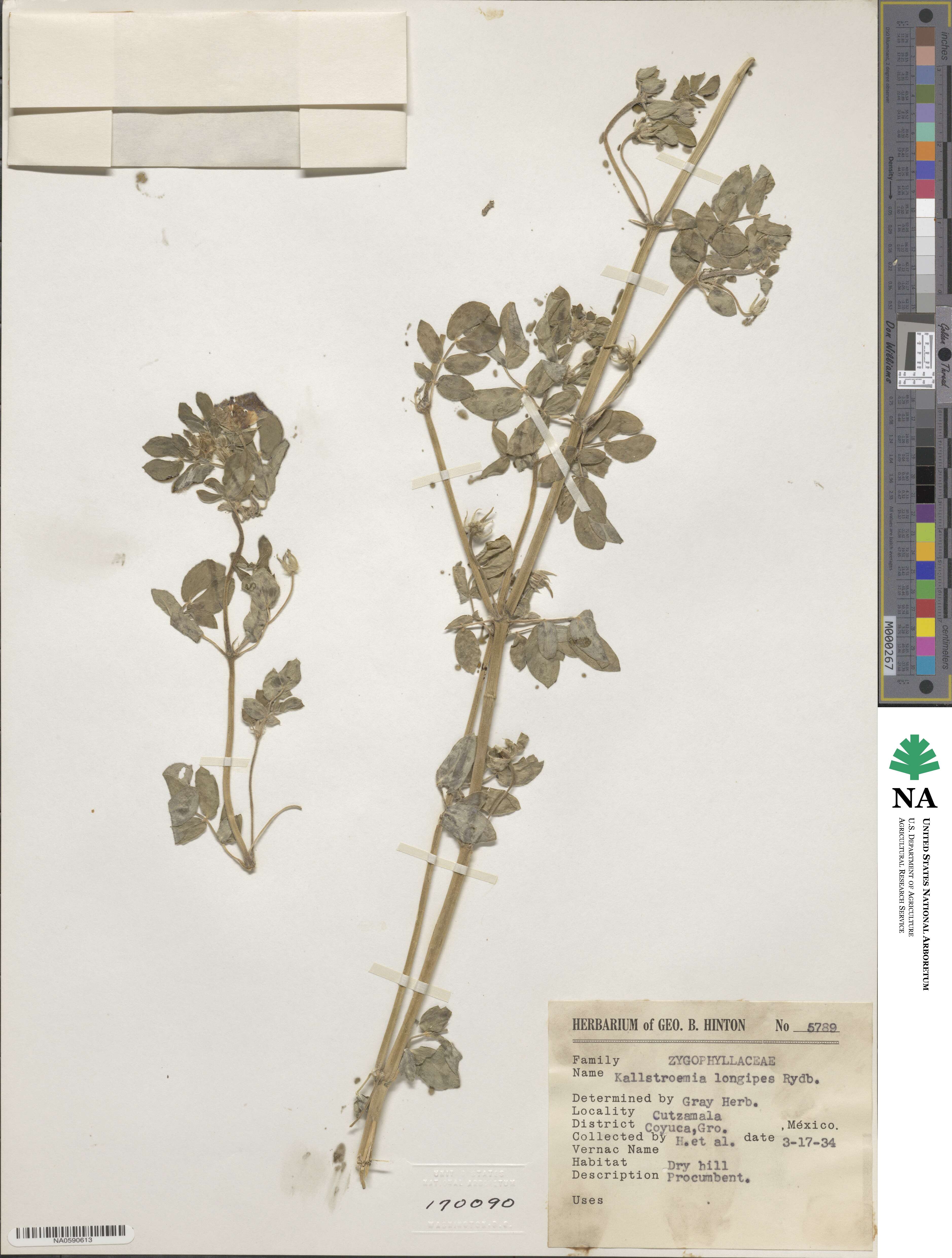 Kallstroemia pubescens image