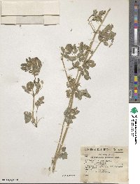 Kallstroemia pubescens image