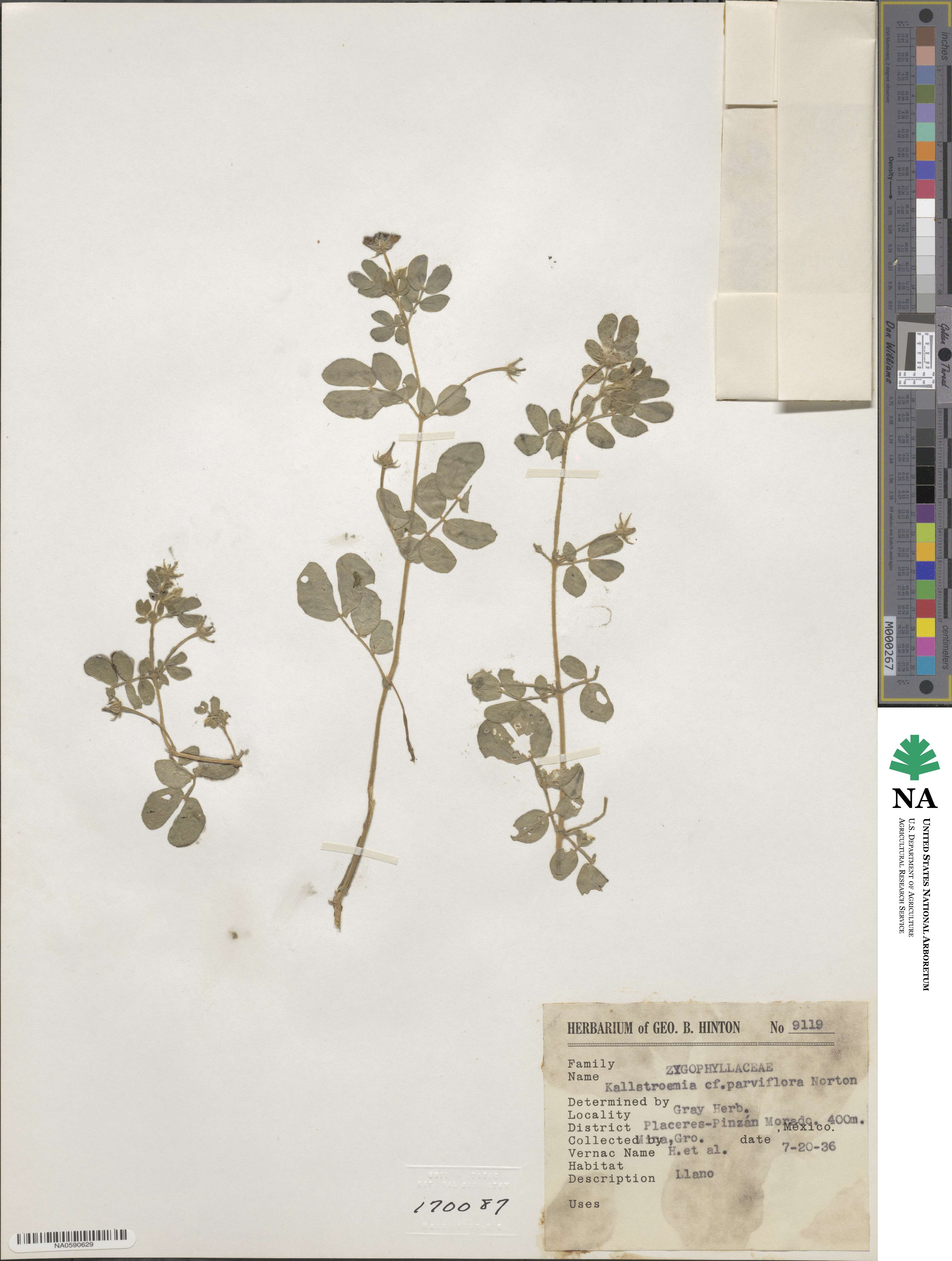 Kallstroemia parviflora image