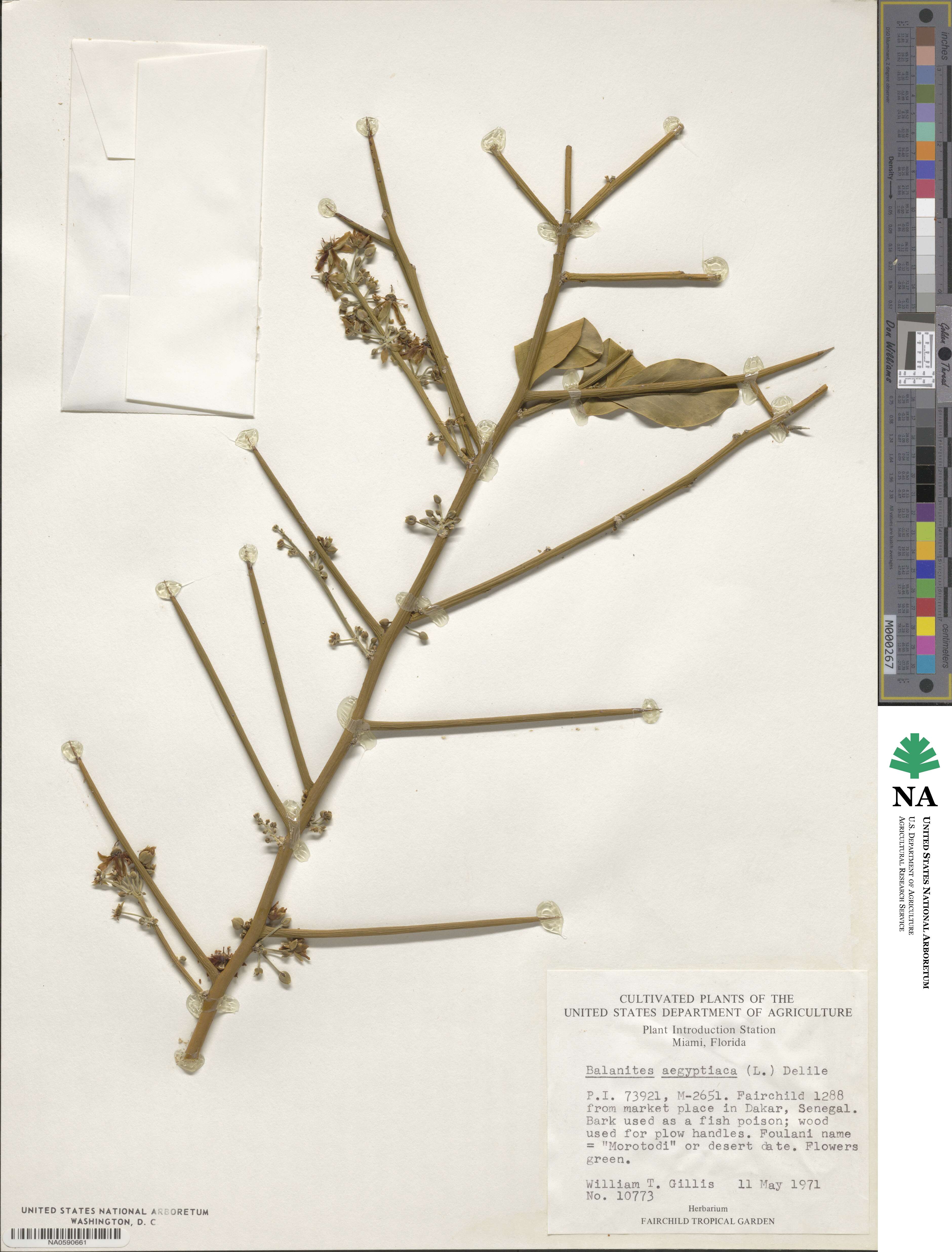 Balanites aegyptiaca image