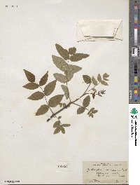 Zanthoxylum americanum image