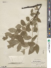 Zanthoxylum americanum image