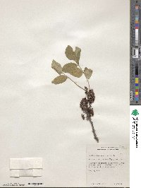 Zanthoxylum americanum image