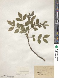 Zanthoxylum americanum image