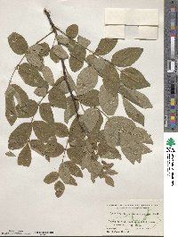 Zanthoxylum americanum image