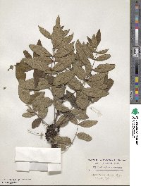 Zanthoxylum americanum image