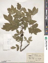 Zanthoxylum americanum image