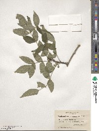 Zanthoxylum americanum image