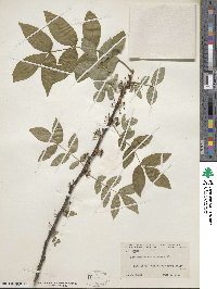 Zanthoxylum americanum image