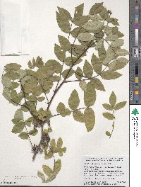 Zanthoxylum americanum image