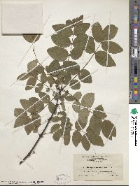 Zanthoxylum americanum image