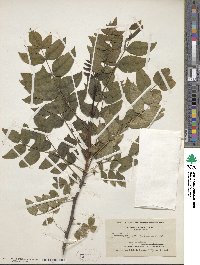 Zanthoxylum americanum image