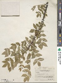 Zanthoxylum americanum image