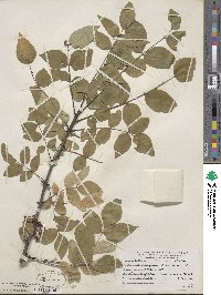 Zanthoxylum americanum image