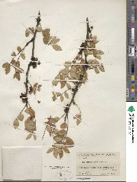 Zanthoxylum americanum image