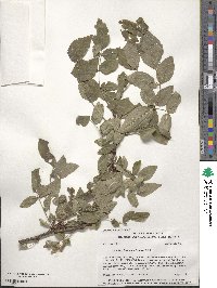 Zanthoxylum americanum image