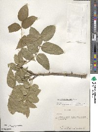 Zanthoxylum americanum image