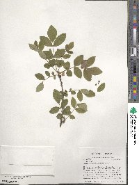 Zanthoxylum americanum image