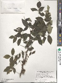 Zanthoxylum americanum image