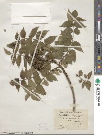 Zanthoxylum americanum image