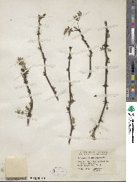 Zanthoxylum americanum image