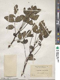 Zanthoxylum americanum image