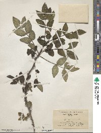 Zanthoxylum americanum image