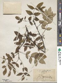 Zanthoxylum americanum image