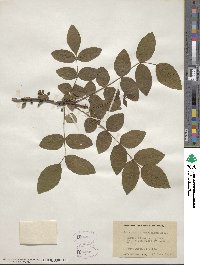 Zanthoxylum americanum image