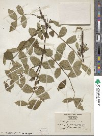 Zanthoxylum americanum image