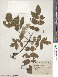 Zanthoxylum americanum image