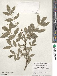 Zanthoxylum americanum image