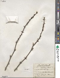 Zanthoxylum americanum image