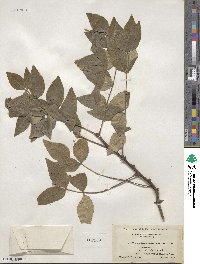 Zanthoxylum americanum image