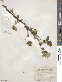 Zanthoxylum americanum image