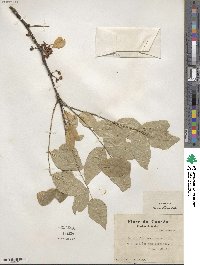 Zanthoxylum americanum image