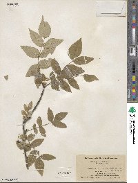 Zanthoxylum americanum image