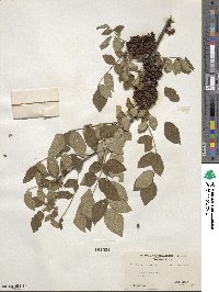 Zanthoxylum americanum image