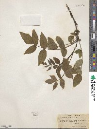 Zanthoxylum americanum image